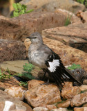 70311_396_Mockingbird.jpg