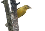 70311_408_Summer-Tanager.jpg
