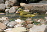 70311_420_Summer-Tanager.jpg