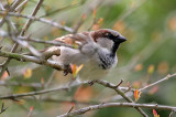 70311_422_House-Sparrow.jpg