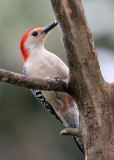 70311_424_Red-bellied.jpg