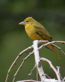 70311_426_Summer-Tanager.jpg