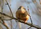 70311_432_Carolina-Wren.jpg