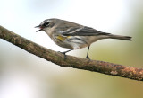 70311_434_Myrtle-Warbler.jpg