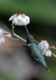 70312_450_RTHU-FOS-Blueberry.jpg