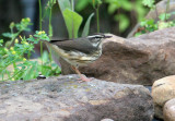 70326_492_Louisiana-Waterthrush.jpg