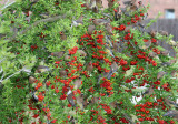 70326_498_Pyracantha.jpg