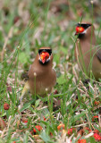 70326_528_Waxwings.jpg