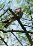 CONI07-16-Common-Nighthawk.jpg