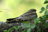 LENI07-14-Lesser-Nighthawk.jpg