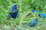 BLGR07-13-Blue-Grosbeak.jpg