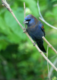 BLGR07-21-Blue-Grosbeak.jpg