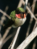 RTHU07-36-Ruby-throated-Hummingbird.jpg