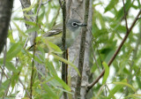 BHVI07-12-Blue-headed-Vireo.jpg