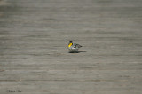 YTWA07-27-Yellow-throated-Warbler.jpg