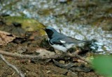 2100 - Latta Park, Charlotte, NC