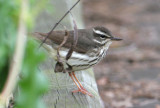 LOWA07-12-Louisiana-Waterthrush.jpg