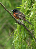 OROR07-26-Orchard-Oriole.jpg