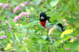 RBGR07-16-Rose-breasted-Grosbeak.jpg