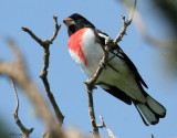 RBGR07-26-Rose-breasted-Grosbeak.jpg