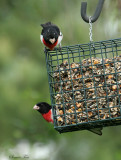 RBGR07-36-Rose-breasted-Grosbeak.jpg