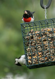 RBGR07-38-Rose-breasted-Grosbeak.jpg