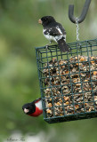 RBGR07-42-Rose-breasted-Grosbeak.jpg