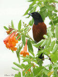 OROR07-60-Orchard-Oriole.jpg