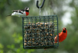 RBGR07-55-Rose-breasted-Grosbeak-Cardinal.jpg