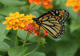 ZZAA07-12-Lantana-Monarch.jpg