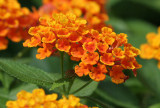 ZZAB07-18-Lantana.jpg