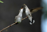 RTHUJune07_44_RTHU-Feeding.jpg