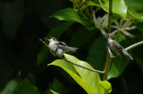 RTHUJune07_68_RTHU-Feeding.jpg