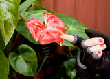 red flower.jpg