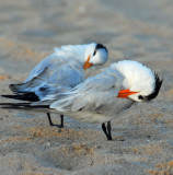 Preening Terns