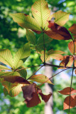 Leaves in sunlight