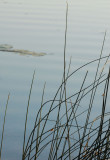Reeds at Sherman Lake
