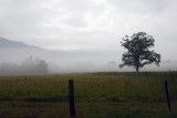 Tree in the mist - Cades Cove