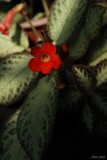 IMG_5584_Episcia cupreata.jpg