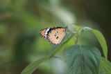 IMG_7211.jpg