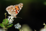 Painted Lady