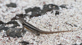 San Cristóbal Lava Lizard (Microlophus bivittatus) 