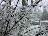 Ice-coated euonymous branches