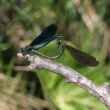 Blue demoiselle, Calopteryx virgo (Bl Jungfruslnda)