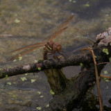 Aeshna grandis, Brown Hawker (Brun mosaikslnda)