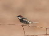 Spanish Sparrow, Spansk sparv, Passer hispaniolensis