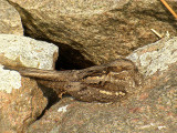 European Nightjar, Nattskärra, Caprimulgus europaeus