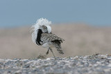 Houbara Bustard, Ökentrapp, Chlamydotis undulata