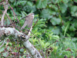 Black-Billed Cuckoo, Svartnäbbad regngök, Coccyzus erythrophthalmus