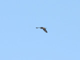 Peregrine Falcon, Pilgrimsfalk, Falco peregrinus